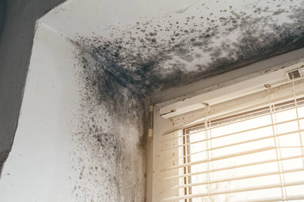 Affordable Black Mold Remediation solutions in Shelbyville, KY